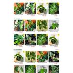 Theme WordPress bán cây xanh nhiệt đới, cây xanh 2