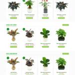 Theme WordPress chậu cây mini
